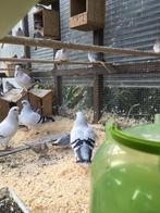 KWEEKRIJPE KWALITEIT ITALIAANSE MEEUWEN 20 EURO/KOPPEL, Meerdere dieren, Overige soorten