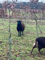 Jaarling ram kruising Soay x Wiltshire Horn, Animaux & Accessoires, Moutons, Chèvres & Cochons, Mouton, Mâle, 0 à 2 ans