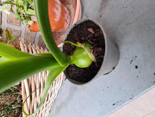 Zwangere ui, Tuin en Terras, Planten | Fruitbomen, Zomer, Ophalen