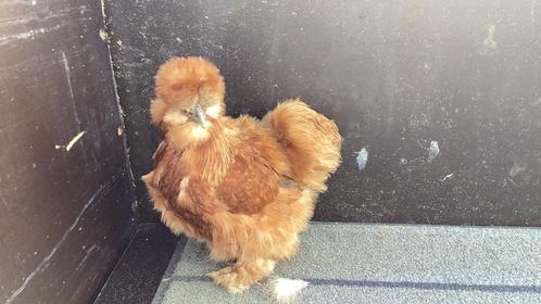 Zijdehoenders hennen, Dieren en Toebehoren, Pluimvee