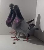 Couple pigeons Jiennense, Animaux & Accessoires