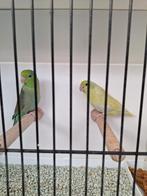 Forpus Coelestis (Sperling, Grijsrugdwergpapegaai), Plusieurs animaux, Perroquet nain ou Inséparable, Bagué