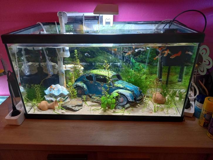 Aquarium 60cm sur 30cm.sur 32cm, Dieren en Toebehoren, Vissen | Aquaria en Toebehoren, Gebruikt, Gevuld zoetwateraquarium, Ophalen