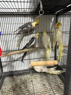 Valkparkieten niet tam !, Meerdere dieren, Parkiet