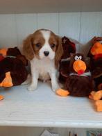 Cavalier king charles spaniel reutjes, Dieren en Toebehoren, Honden | Retrievers, Spaniëls en Waterhonden, België, CDV (hondenziekte)