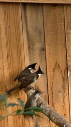 buulbuul 2025, Dieren en Toebehoren, Vrouwelijk, Geringd