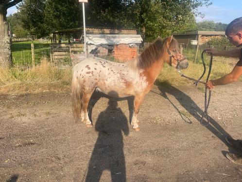 Mini hengst TER DEKKING, Dieren en Toebehoren, Paarden en Pony's | Dekhengsten en Fokmerries, Hengst