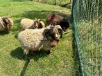 Ouessant stamboek ram, Dieren en Toebehoren, Schapen, Geiten en Varkens