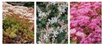 mix Sedum album + Sedum spurium + Sedum hispanicum plug P5cm, Ophalen, Bodembedekkers, Volle zon, Vaste plant