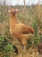 Araucana, Dieren en Toebehoren, Pluimvee, Vrouwelijk, Kip