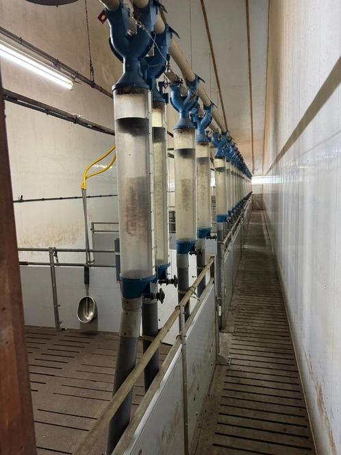Opfok hokken [555], Dieren en Toebehoren, Stalling en Weidegang, Opfok