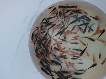 Laatste C kwaliteit eigen kweek koi beschikbaar voor biedingen