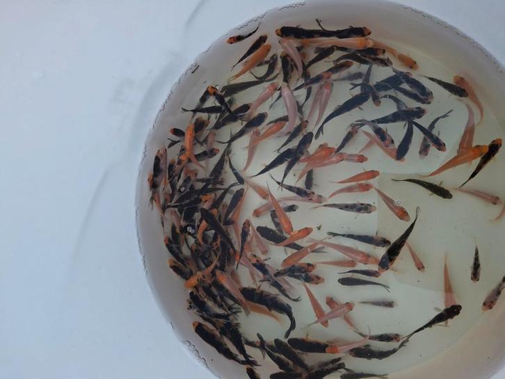 Laatste C kwaliteit eigen kweek koi, Dieren en Toebehoren, Vissen | Vijvervissen