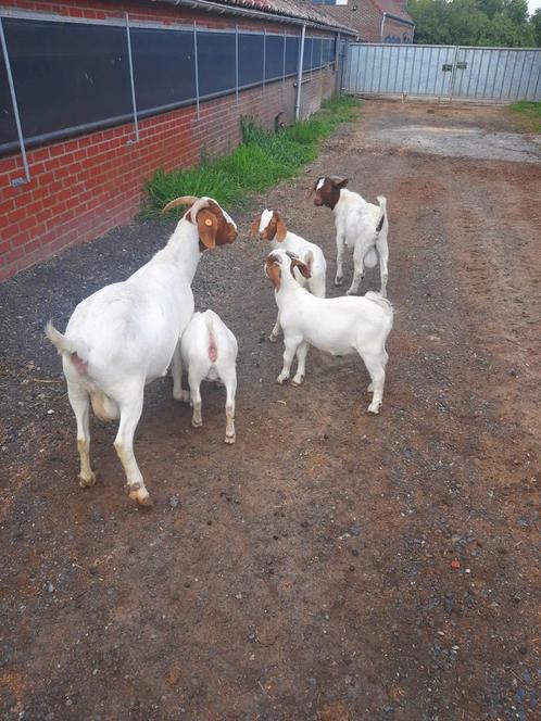 Afrikaanse boeregeiten, Dieren en Toebehoren, Schapen, Geiten en Varkens