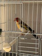 Chardonneret tête et gorge blanche, Dieren en Toebehoren, Vogels | Kanaries, Vrouwelijk