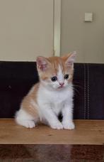 Brits korthaar kittens ️, Dieren en Toebehoren, Katten en Kittens | Raskatten | Korthaar, Kater, Gechipt, 0 tot 2 jaar