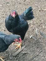 Indische vechtkriel haan 2023 zwart rood gezoomd, Poule ou poulet, Mâle