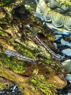 2 stuks stiphodon, Enlèvement