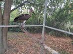 Rode ibis, Dieren en Toebehoren, Vogels | Overige Vogels