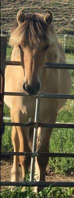 Super lieve Fjord jaarling, Dieren en Toebehoren, Hengst, E pony (1.48m - 1.57m), 0 tot 2 jaar