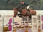 Belgisch Warmbloed, Drachtige merrie 14 jaar (Stamboom), Dieren en Toebehoren, Paarden, Merrie, Springpaard, Niet van toepassing