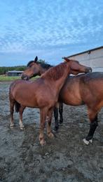 À la recherche d'un cheval avec une écurie, Animaux & Accessoires, Chevaux