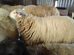 Mouton à vendre, Dieren en Toebehoren, Mannelijk, Schaap, 0 tot 2 jaar