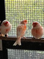 Rood mozaïek kanaries, Dieren en Toebehoren