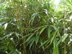 Gratis bamboe tussen 2m2m50 hoog, Tuin en Terras, Ophalen, Bamboe, Struik, 100 tot 250 cm
