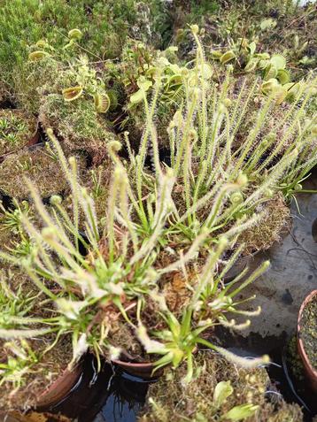 Vleesetende planten  beschikbaar voor biedingen