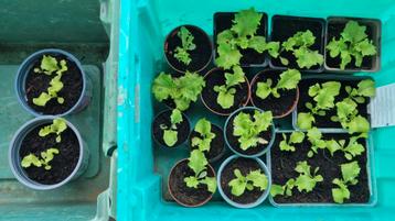 Krulsla plantjes beschikbaar voor biedingen