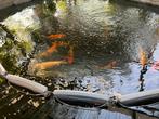 Carpes koï japonais, Ophalen, Zo goed als nieuw