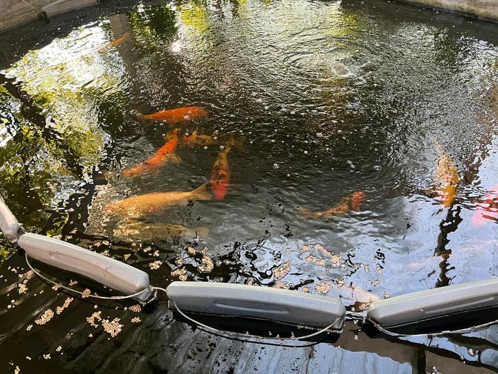 Carpes koï japonais, Tuin en Terras, Vijvers, Zo goed als nieuw, Ophalen