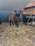 Schaap bok/ram kruising van zwartbless en bagerbonte, Dieren en Toebehoren, Schaap