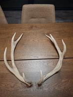 Gewei edelhert, Enlèvement, Neuf, Cerf, Bois ou Tête