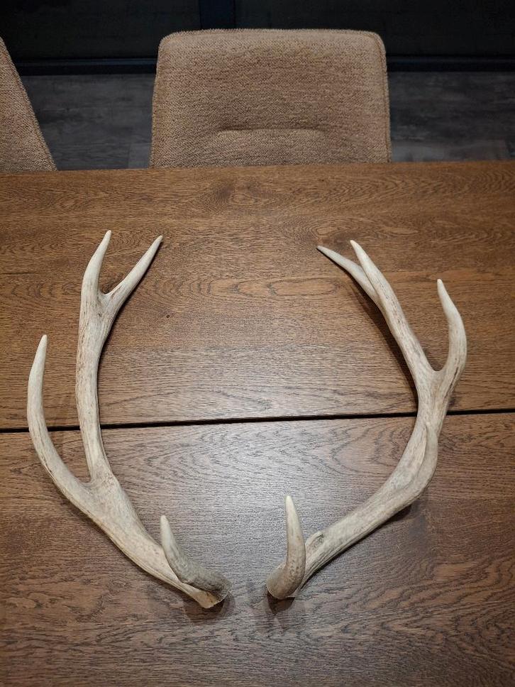 Gewei edelhert, Collections, Collections Animaux, Neuf, Bois ou Tête, Cerf, Enlèvement