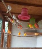 Kanaries, Dieren en Toebehoren, Vogels | Kanaries
