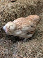 Faverolles heb, Animaux & Accessoires, Volatiles