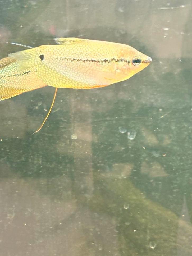 Diamant gourami man en vrouw, Dieren en Toebehoren, Vissen | Aquariumvissen, Zoetwatervis, Vis