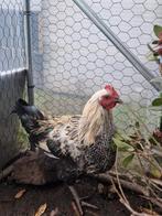 4 zeer mooie hanen, Dieren en Toebehoren, Pluimvee, Mannelijk, Kip
