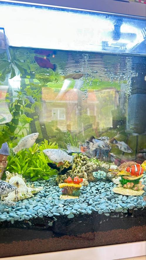 Verschillende soorten vissen beschikbaar!, Dieren en Toebehoren, Vissen | Aquaria en Toebehoren, Zo goed als nieuw, Ophalen