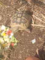 Hermann Boettgeri-schildpad, Dieren en Toebehoren, Reptielen en Amfibieën, Schildpad
