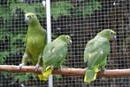 Surinaamse Geelvoorhoofd-amazone-papegaaien., Dieren en Toebehoren, Vogels | Parkieten en Papegaaien, Mannelijk, Papegaai, Geringd