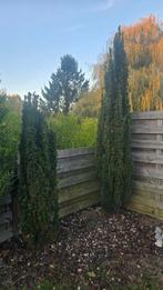 Taxus baccata 'Fastigiata', Tuin en Terras, Ophalen, Taxus