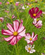 Zaden Cosmea Wit-roze-oranje & 2 kleurige, Ophalen of Verzenden, Zaad