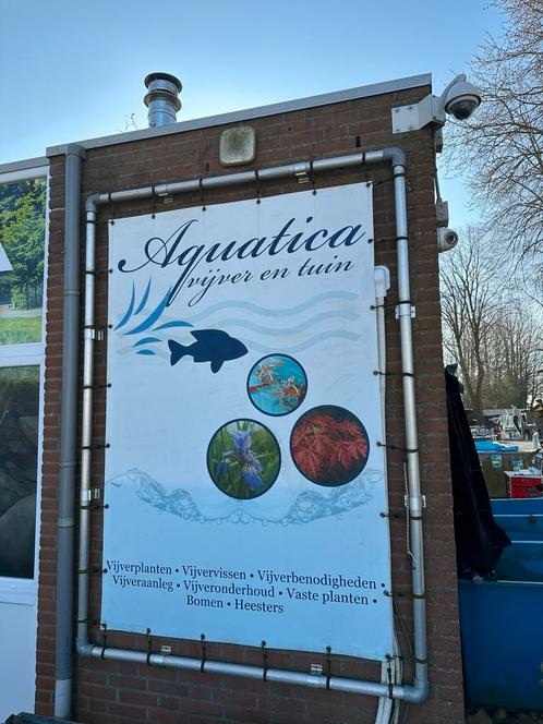 Vijverplanten/zuurstofplanten in pot /waterlelies!, Tuin en Terras, Vijver-toebehoren, Ophalen