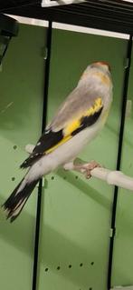 Chardonneret Agathe tête blanche, Animaux & Accessoires, Oiseaux | Oiseaux Autre