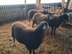 Zwartbles rammen, Dieren en Toebehoren, Schapen, Geiten en Varkens