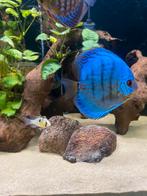 Discus koppel kobalt blue en red turqoise, Dieren en Toebehoren