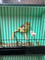 Gloster consort man 2025, Dieren en Toebehoren, Vogels | Kanaries, Mannelijk, Postuurkanarie